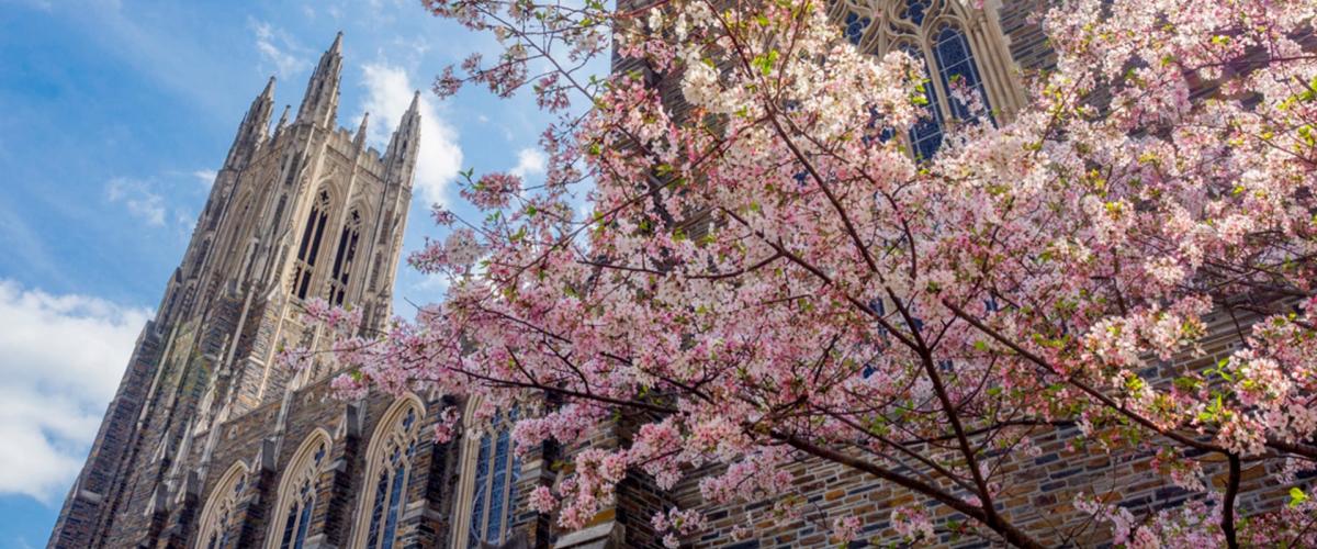 Duke campus with cherry tree blossoms